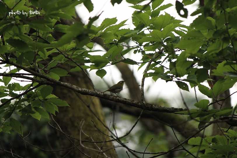 Photo of Warbling White-eye at 仙台市・水の森公園 by ta@ta