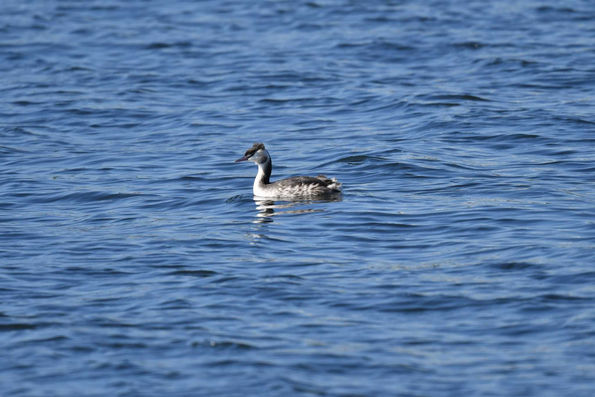 Great Crested Grebe