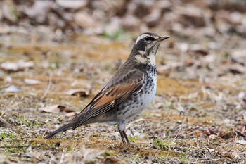 ツグミ 上尾丸山公園 2022年1月10日(月)