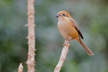 モズ 上尾丸山公園 2022年1月10日(月)