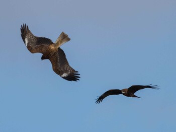 Black Kite Watarase Yusuichi (Wetland) Sun, 12/26/2021