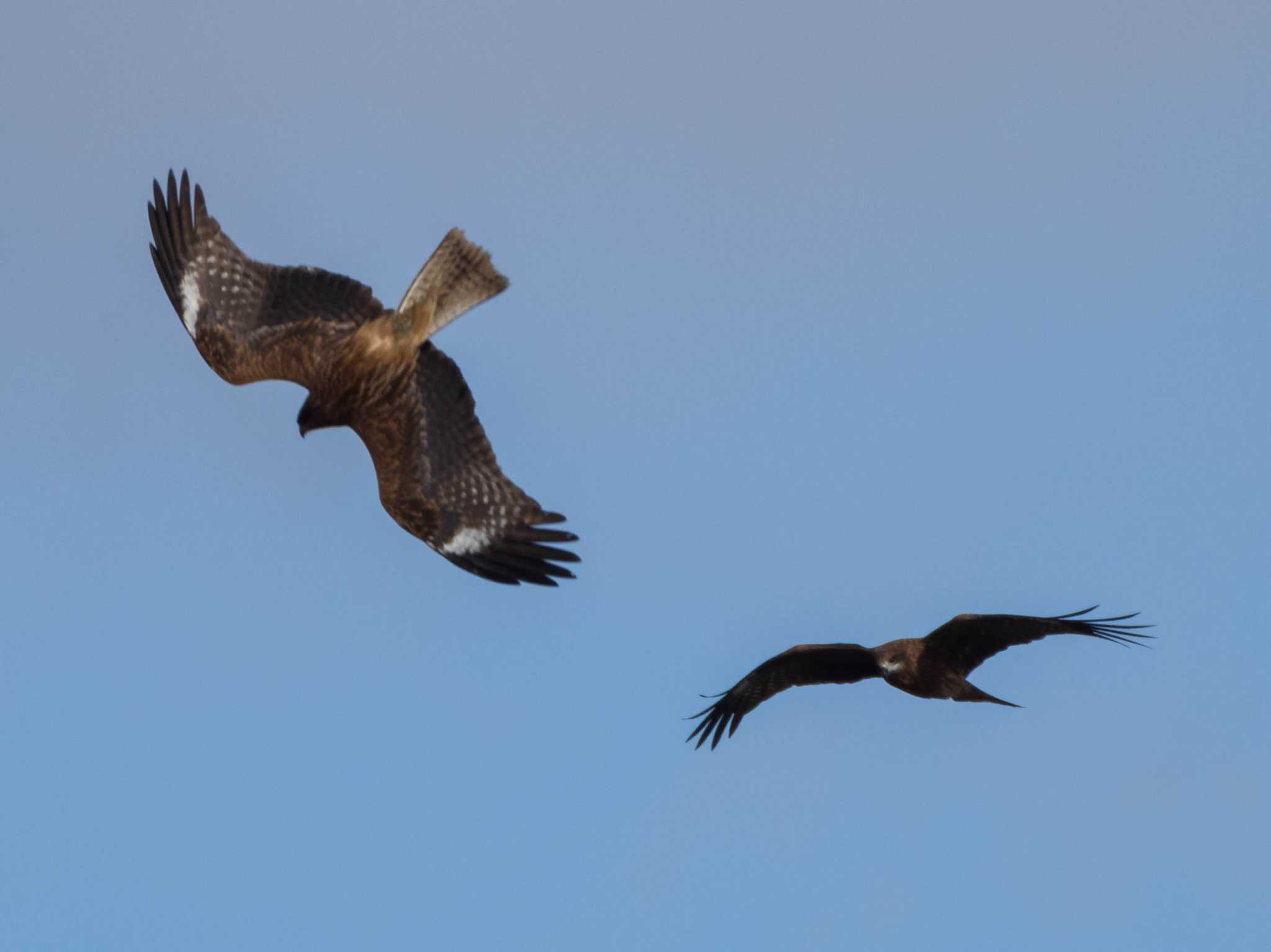 Photo of Black Kite at Watarase Yusuichi (Wetland) by ryokawameister