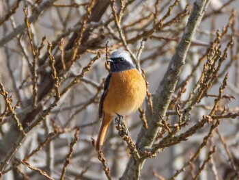 Daurian Redstart Watarase Yusuichi (Wetland) Sun, 12/26/2021