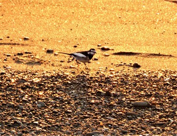 2021年12月30日(木) 野比海岸の野鳥観察記録