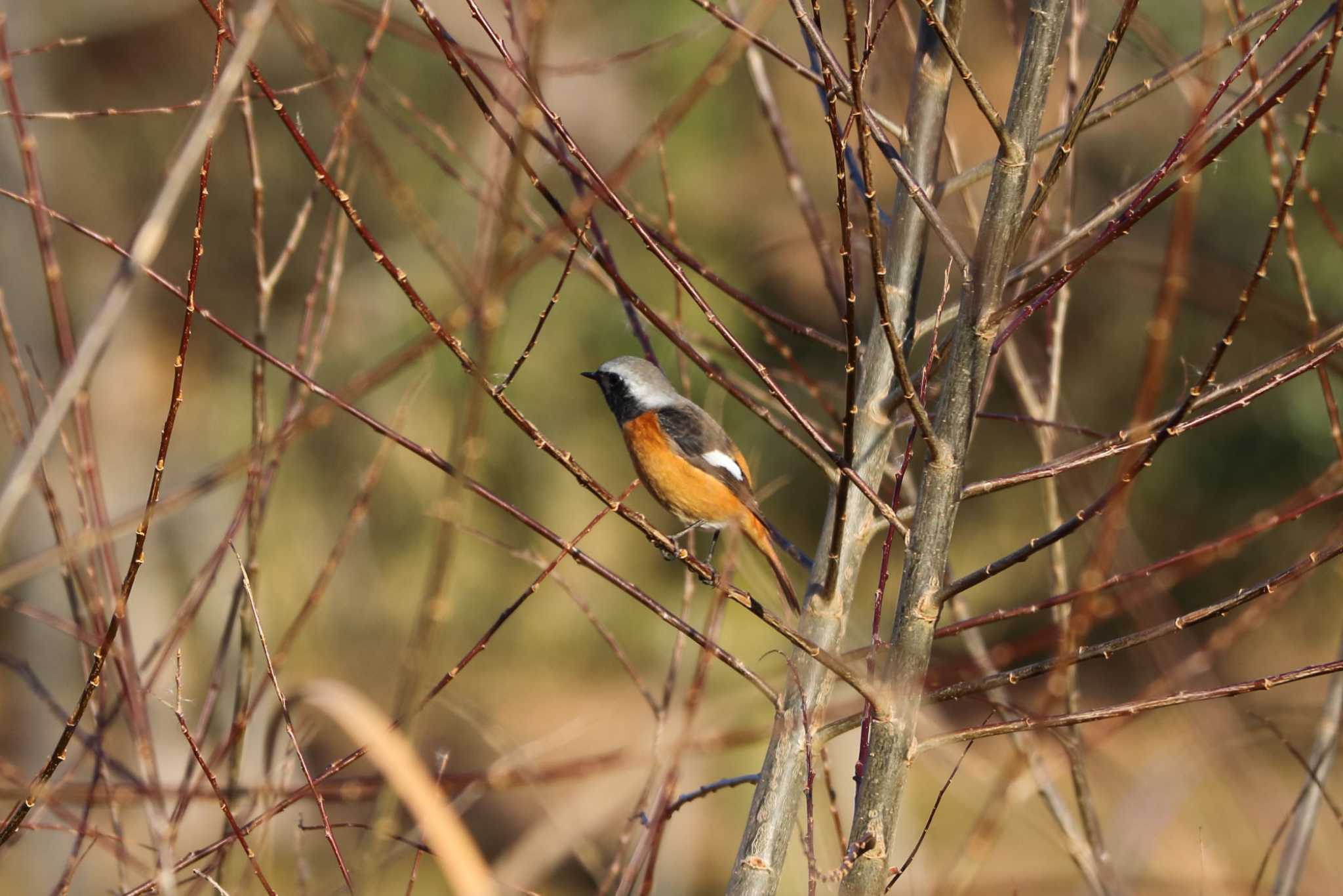 Daurian Redstart