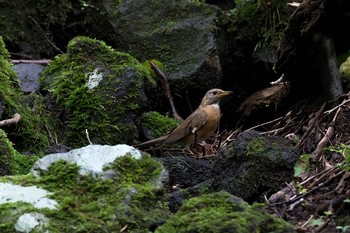 アカハラ 静岡県 2017年7月21日(金)