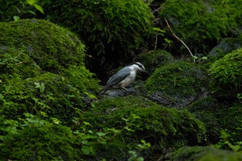 Eurasian Nuthatch 静岡県 Fri, 7/21/2017