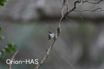 ルリビタキ 東京都多摩地域 2022年1月13日(木)