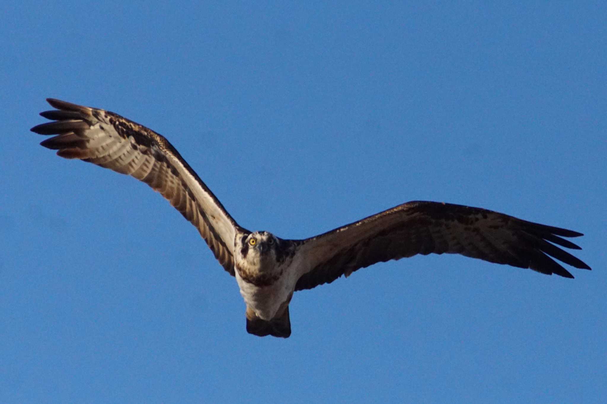 Osprey