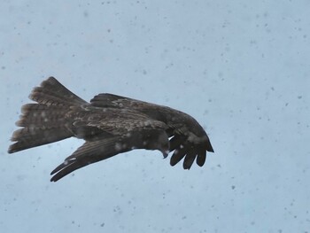 2022年1月12日(水) 安城市の野鳥観察記録