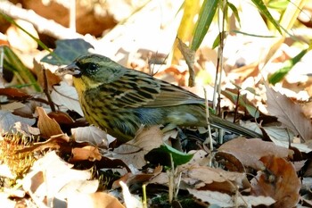 アオジ 東京港野鳥公園 2022年1月9日(日)