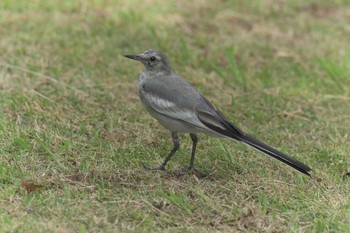 White Wagtail Mie-ken Ueno Forest Park Sat, 7/22/2017