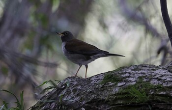 シロハラ 和歌山城公園 2022年1月12日(水)