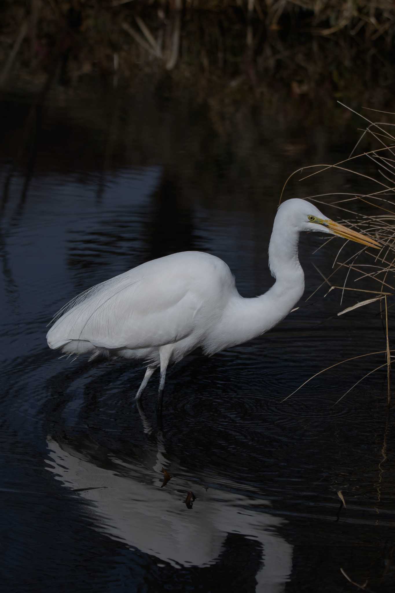 Photo of Great Egret at 追分市民の森 by ぱんだまんち