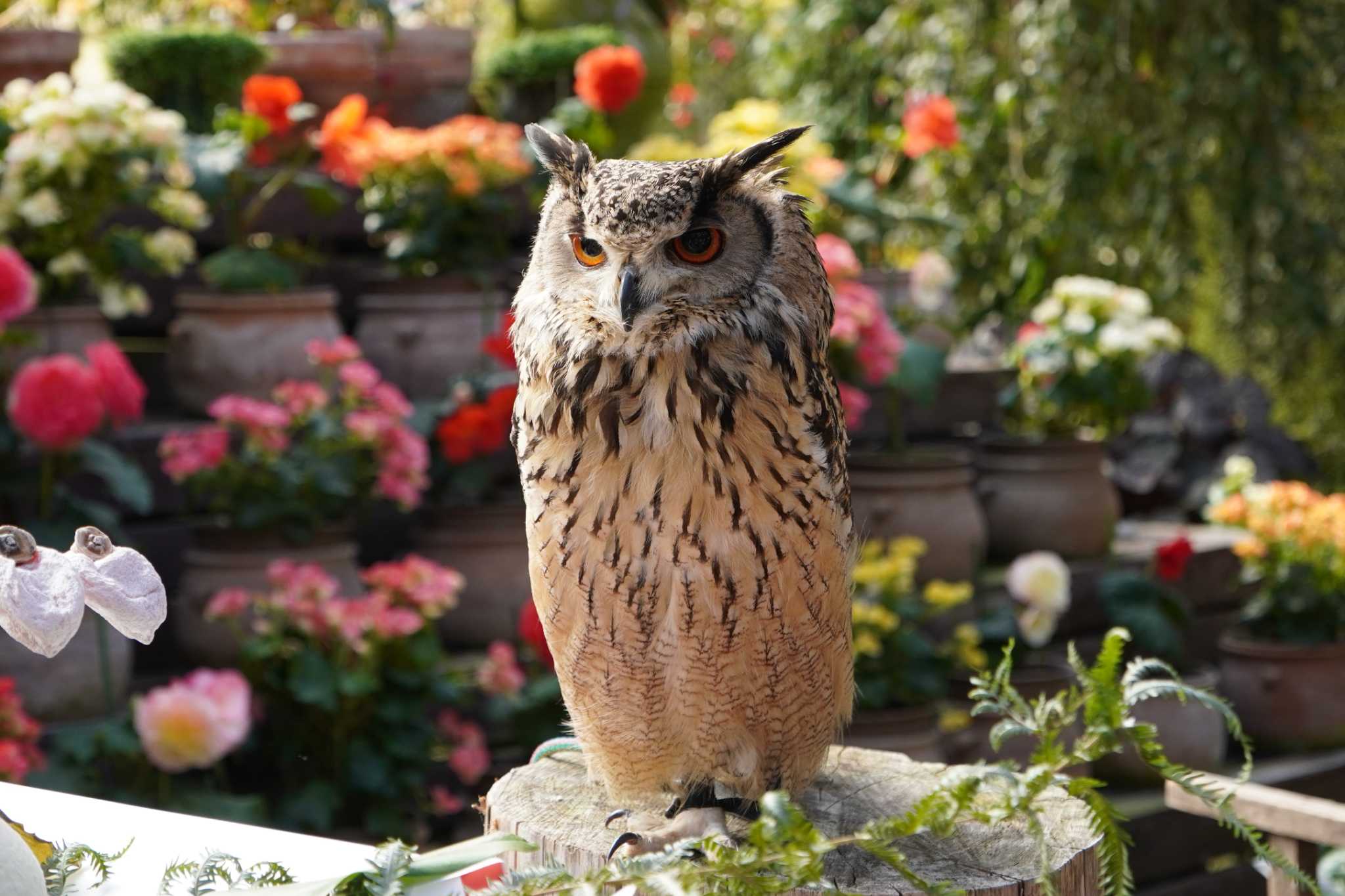 富士花鳥園 ベンガルワシミミズクの写真 by 藤原奏冥