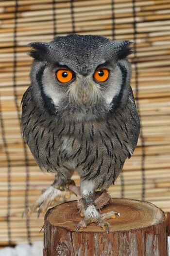 Northern White-faced Owl 富士花鳥園 Sun, 1/2/2022