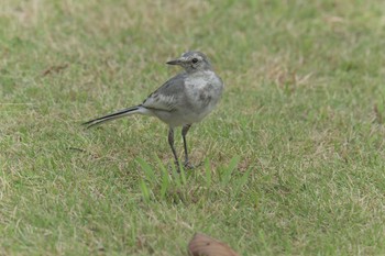 White Wagtail Mie-ken Ueno Forest Park Sat, 7/22/2017