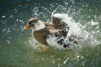 マガモ 富士花鳥園 2022年1月2日(日)