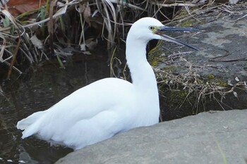 コサギ 葛西臨海公園 2022年1月13日(木)