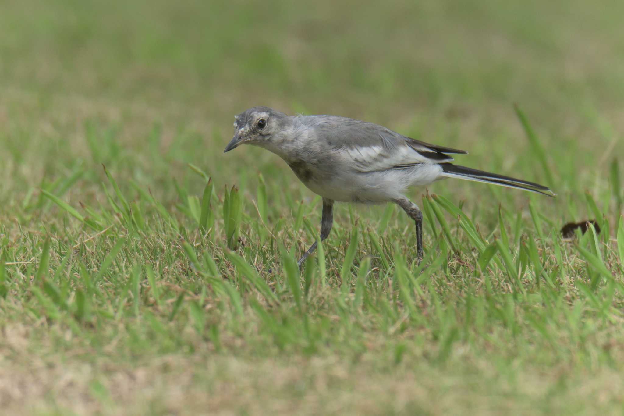 Photo of White Wagtail at Mie-ken Ueno Forest Park by masatsubo