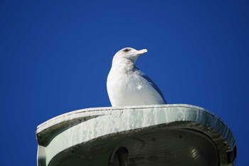 セグロカモメ 荒川河川敷 2021年12月3日(金)