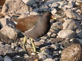 Common Moorhen 江津湖 Tue, 1/4/2022