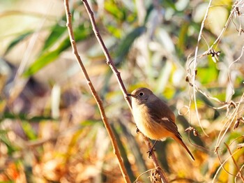 ジョウビタキ 泉の森公園 2022年1月14日(金)