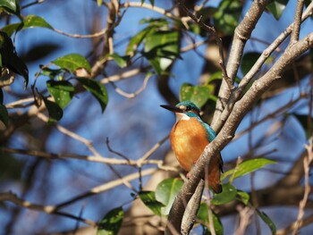 Fri, 1/14/2022 Birding report at 泉の森公園