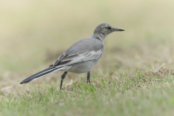White Wagtail Mie-ken Ueno Forest Park Sat, 7/22/2017