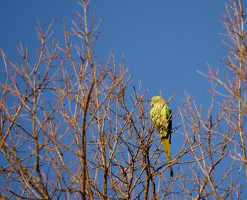 ワカケホンセイインコ 泉の森公園 2022年1月14日(金)