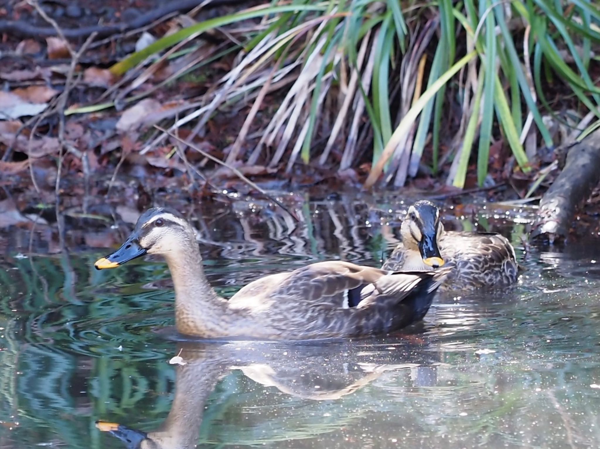 横浜市児童遊園地 カルガモの写真 by カルル