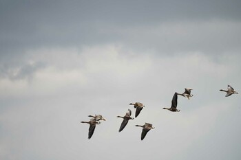 Tundra Bean Goose 潟ノ内(島根県松江市) Fri, 1/14/2022