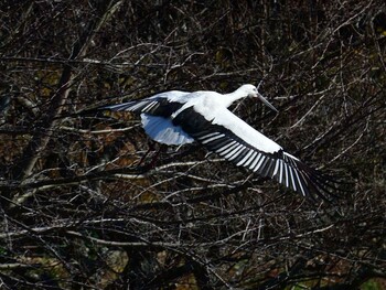 2022年1月2日(日) 加古川市志方の野鳥観察記録