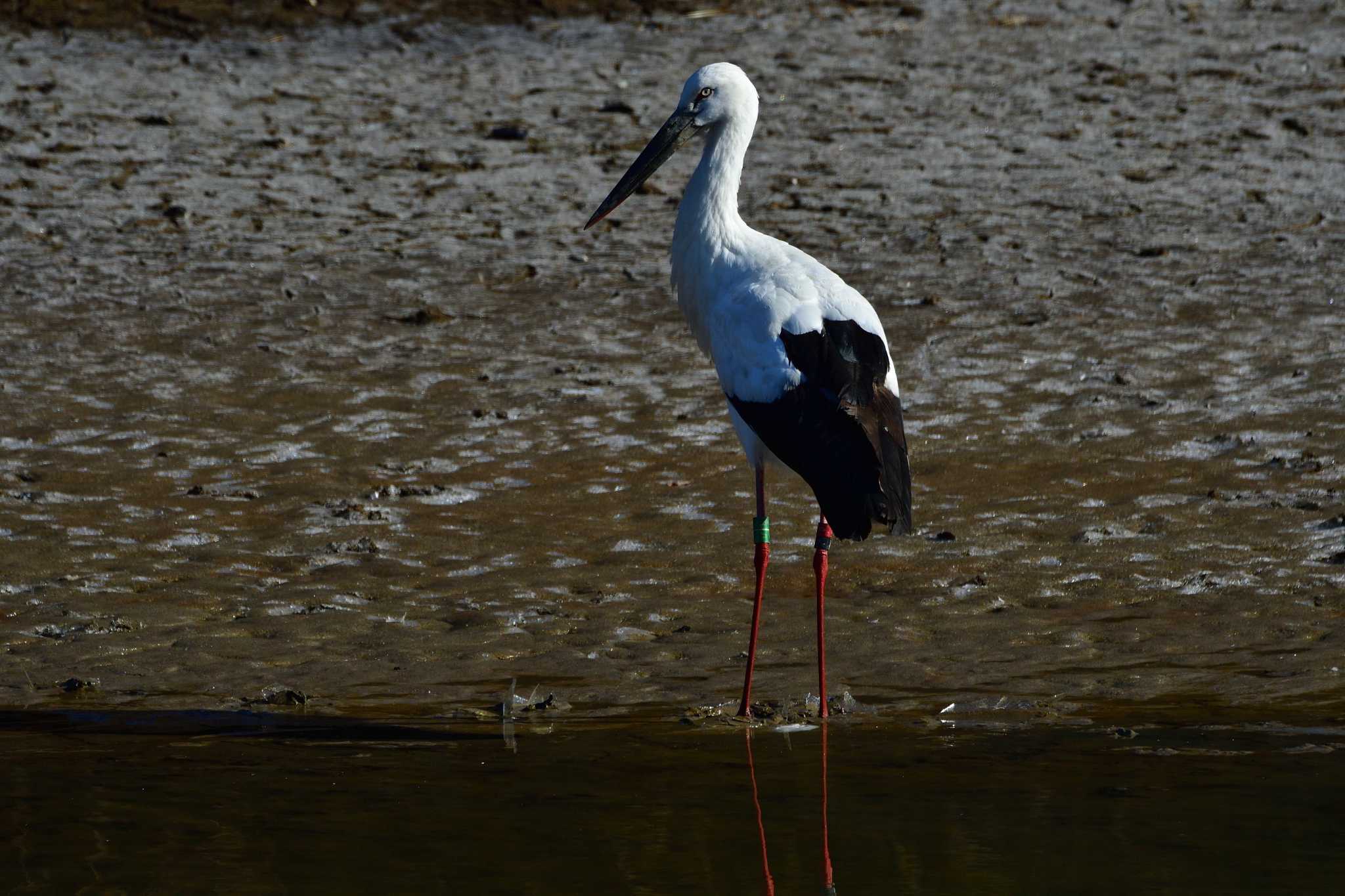 Oriental Stork