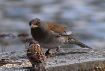 Pale Thrush 仙台市・台原森林公園 Sat, 3/4/2017