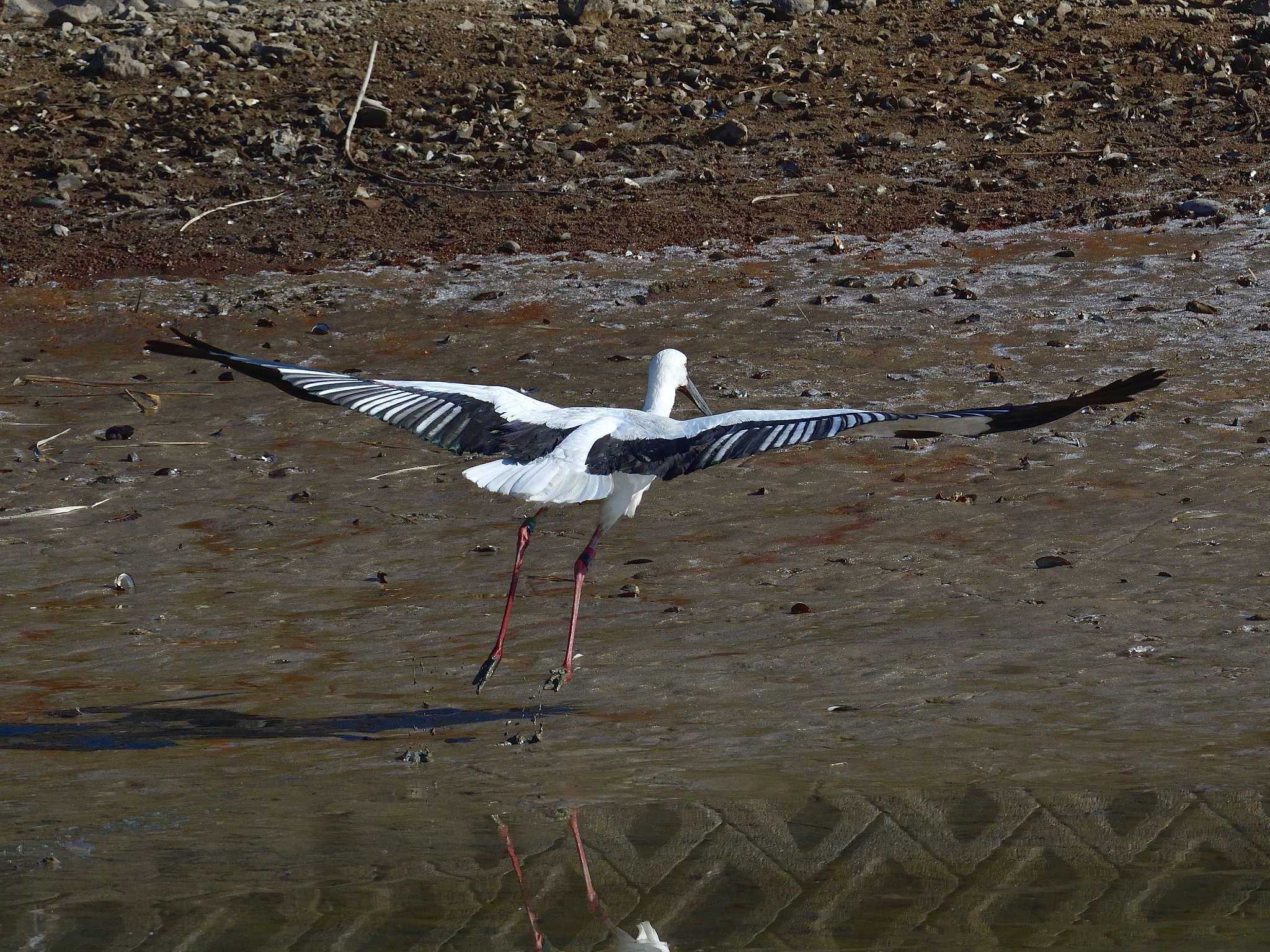 Oriental Stork