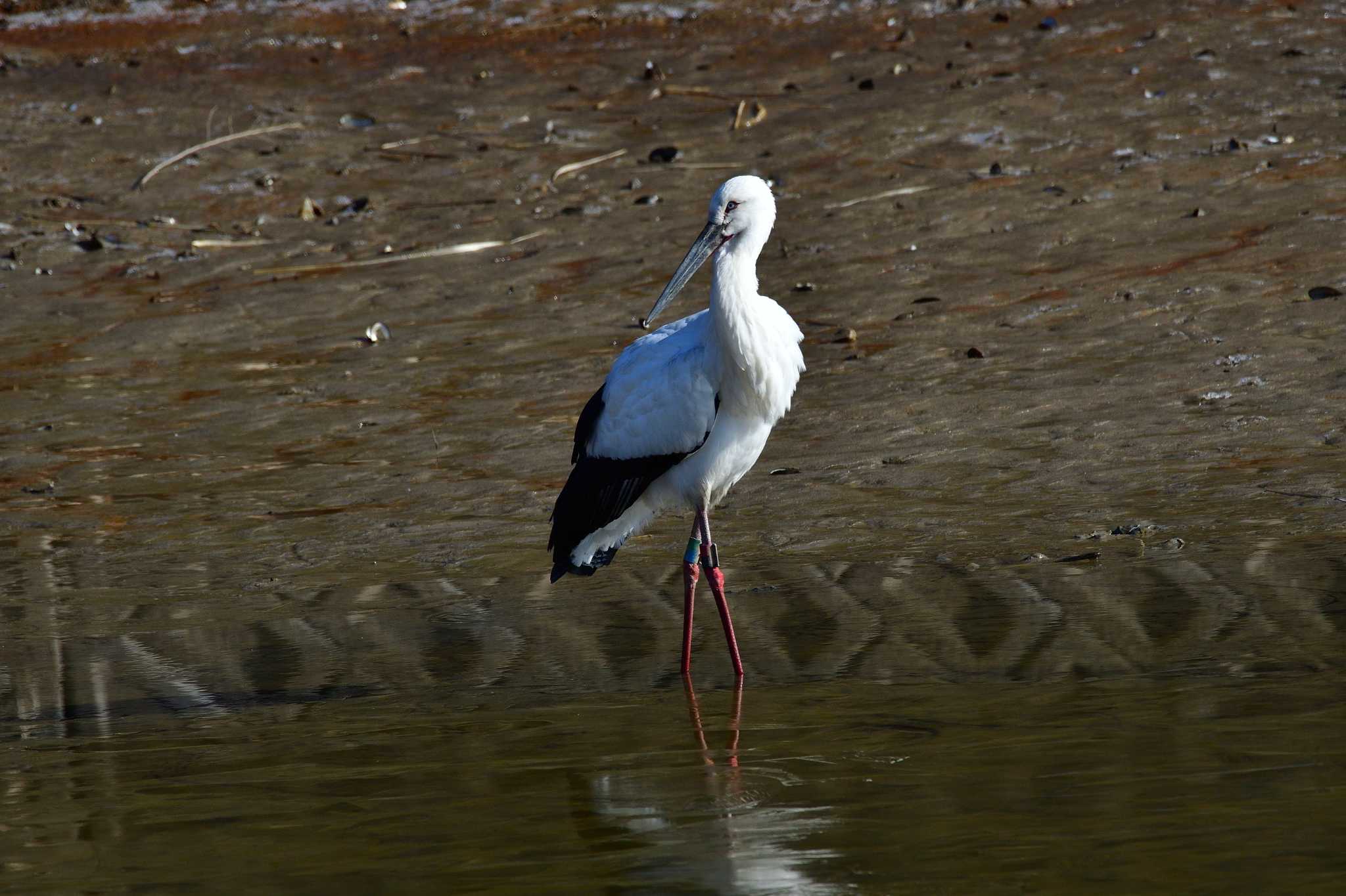 Oriental Stork