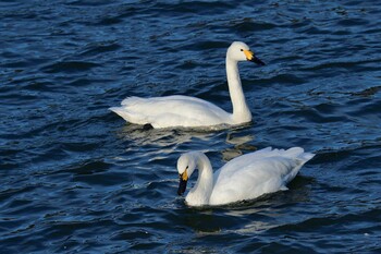 Fri, 1/14/2022 Birding report at 小野市鴨池公園