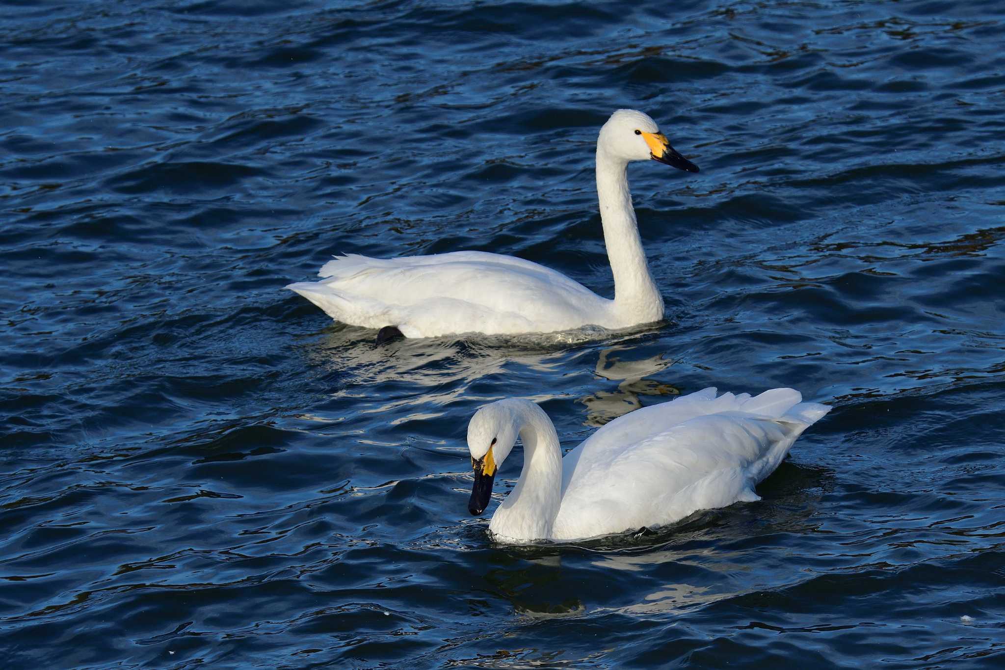 Tundra Swan