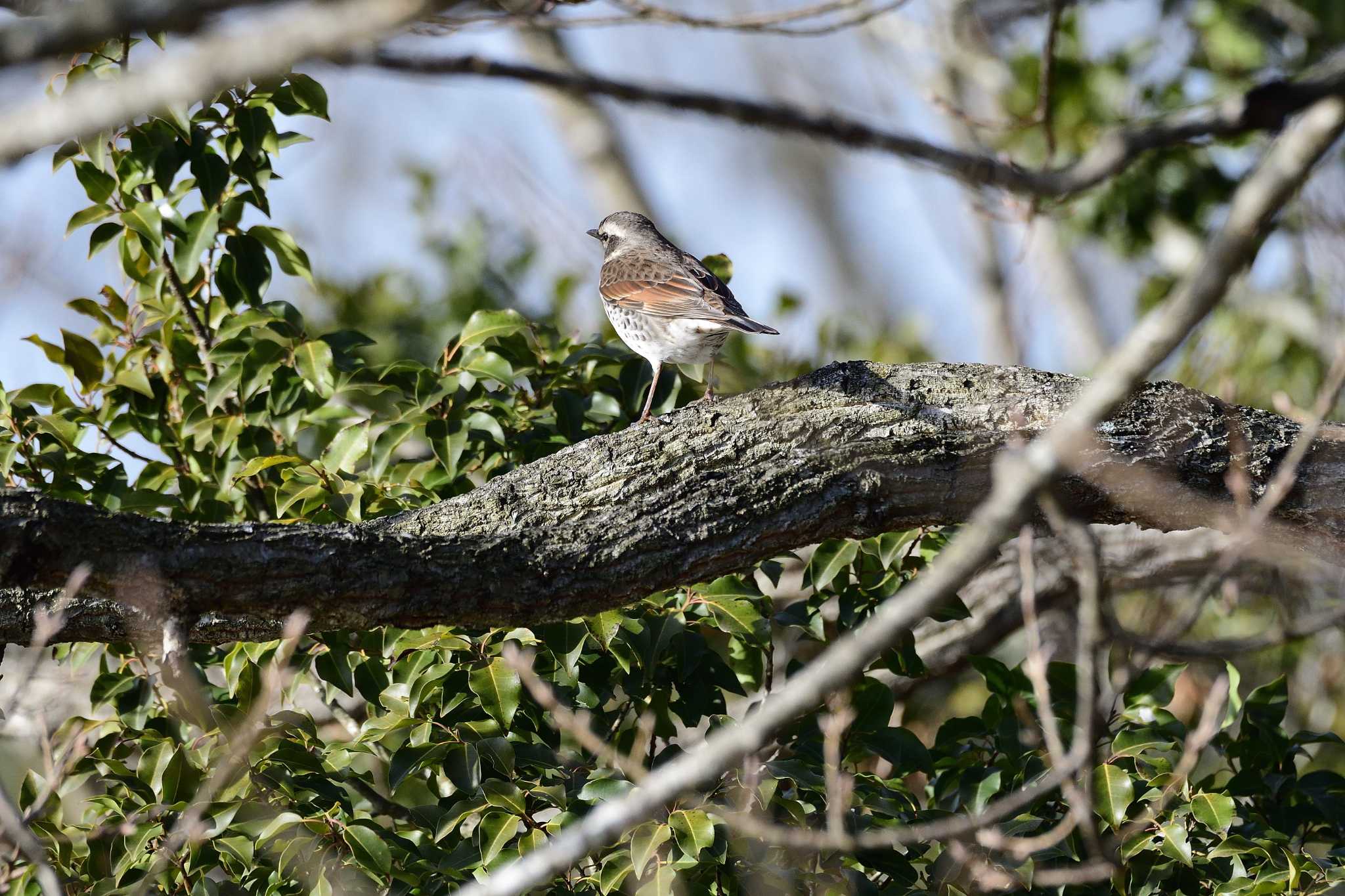 Dusky Thrush