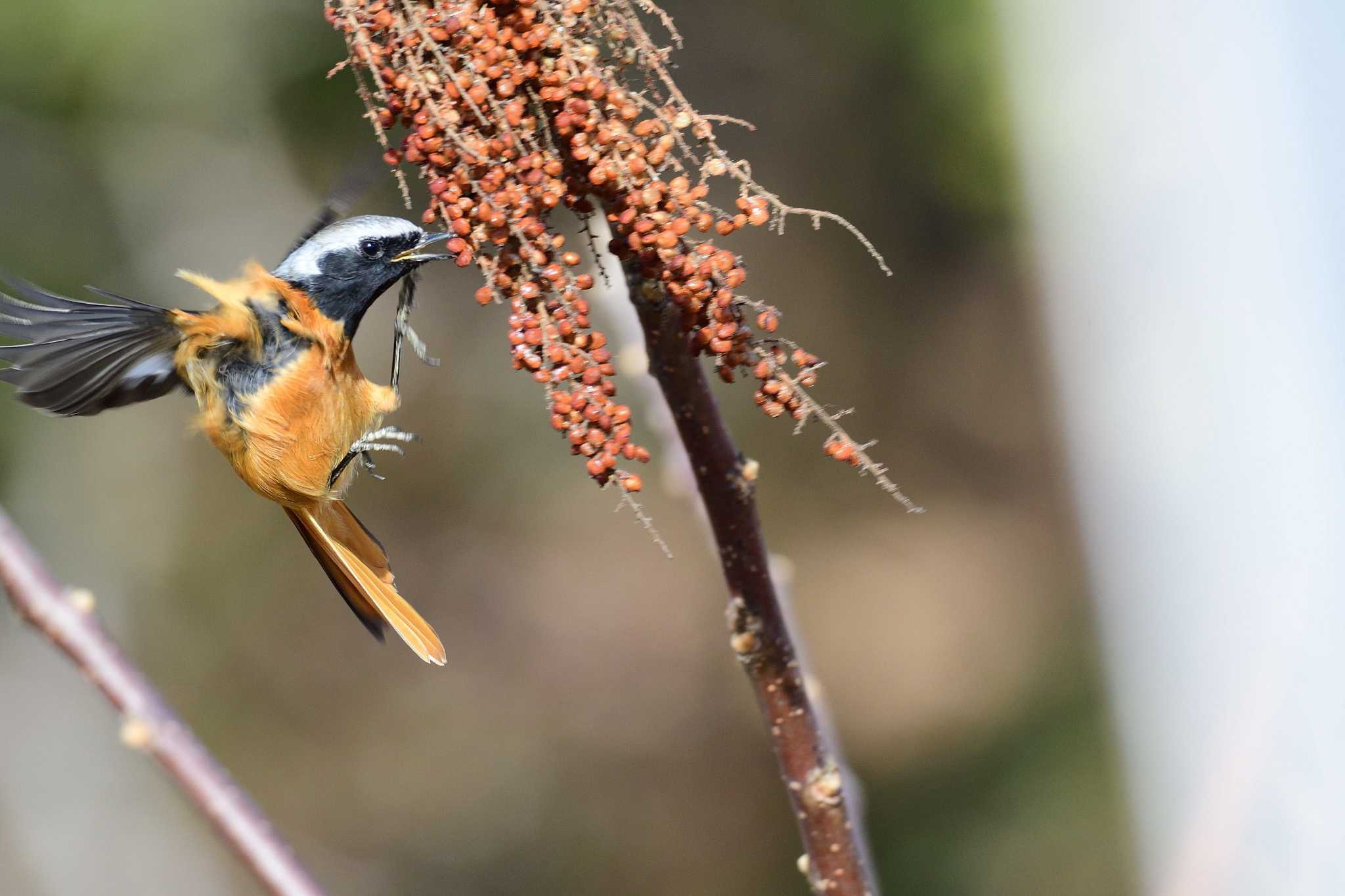 Daurian Redstart