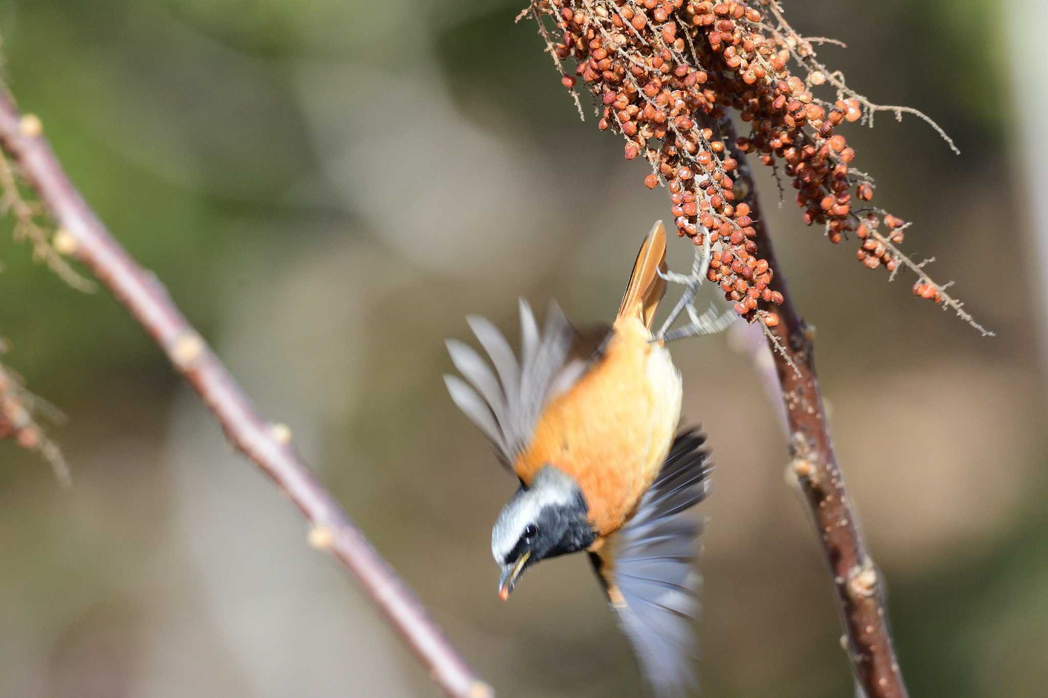 Daurian Redstart