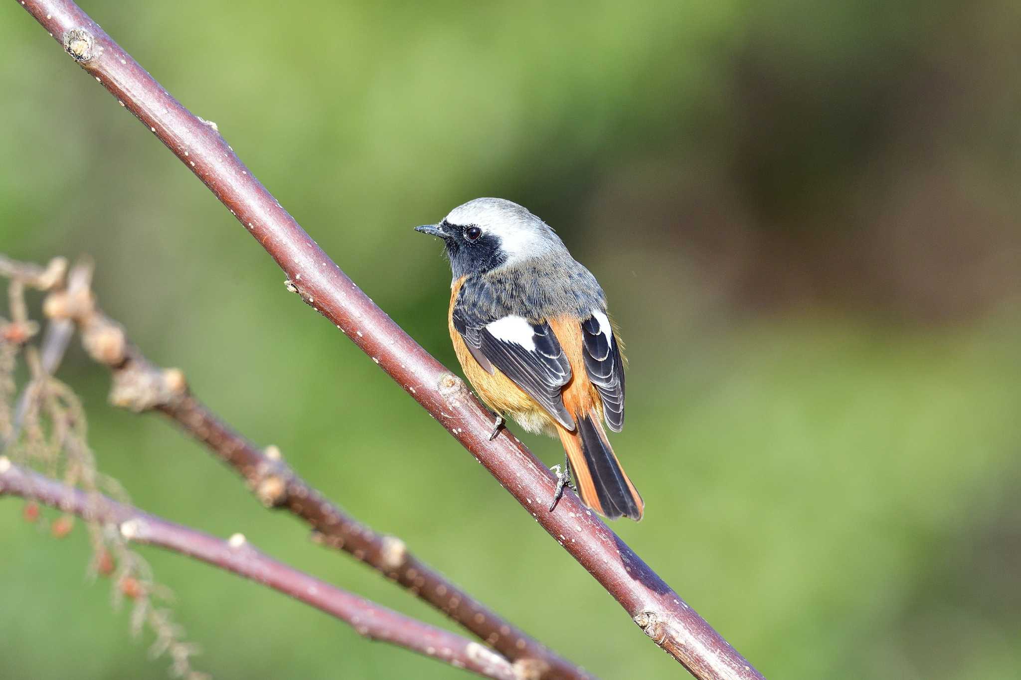 Daurian Redstart