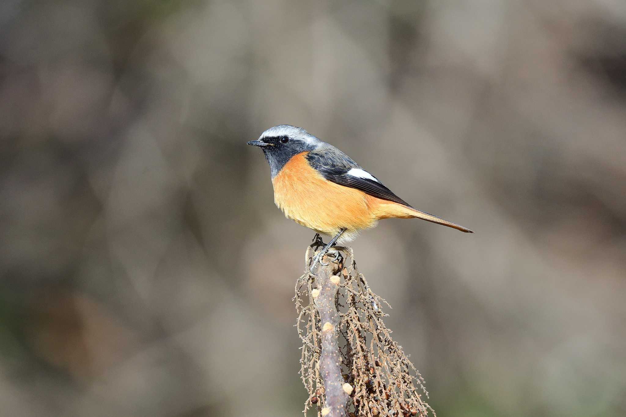 Daurian Redstart