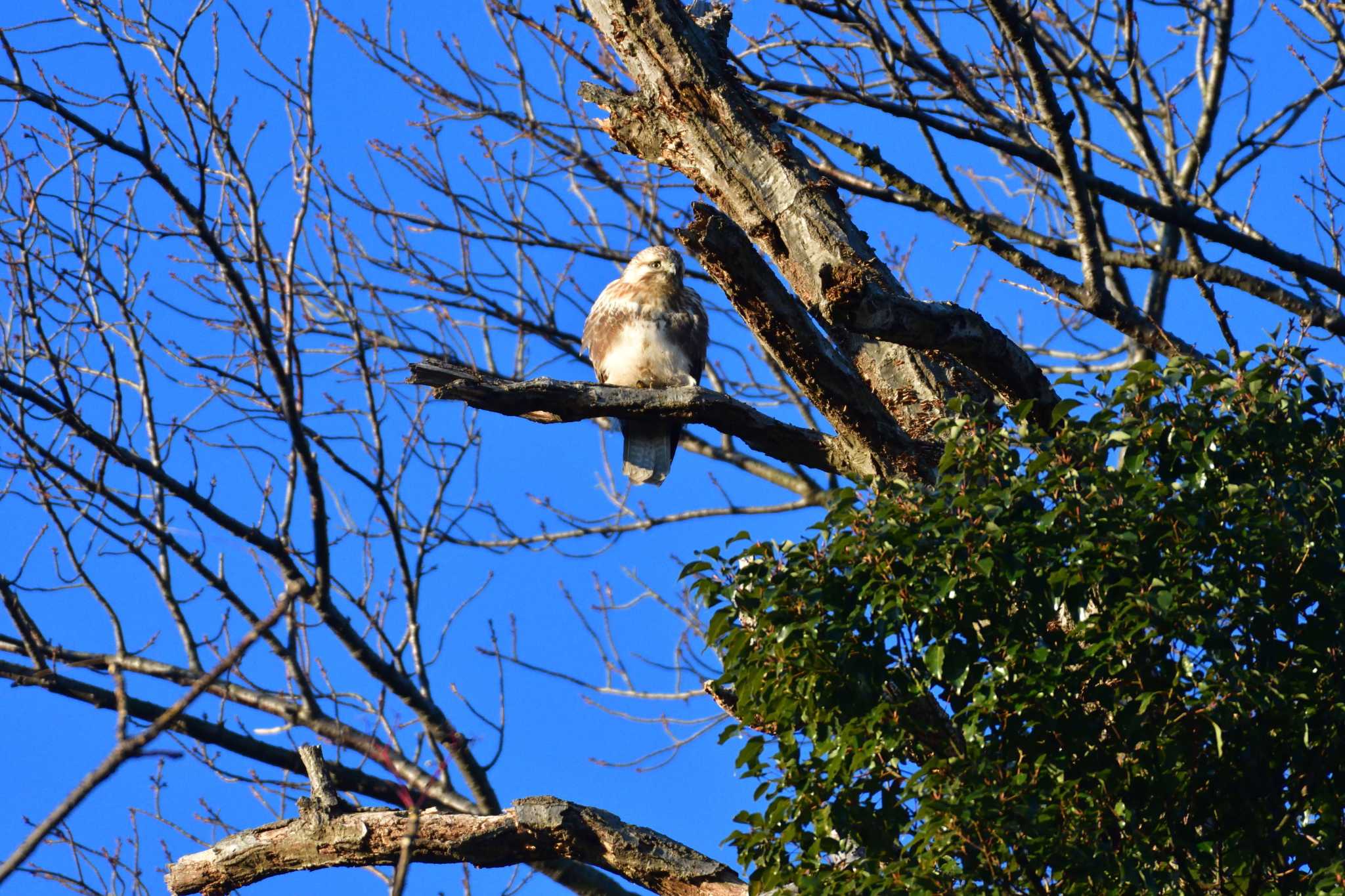 長浜公園 ノスリの写真 by やなさん