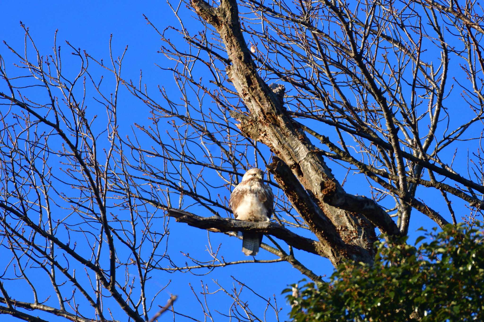 長浜公園 ノスリの写真 by やなさん