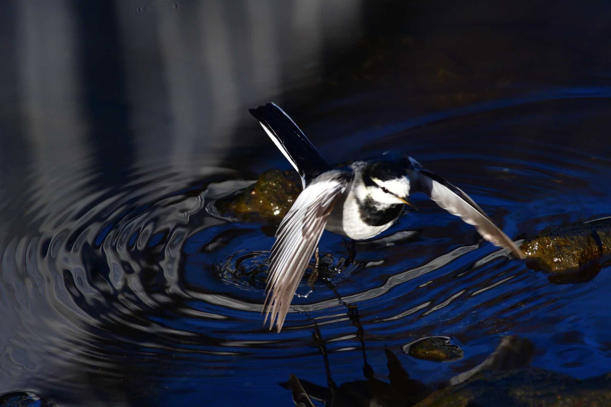 長浜公園 ハクセキレイの写真 by やなさん