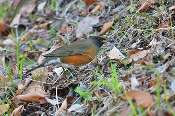 2022年1月14日(金) 長浜公園の野鳥観察記録