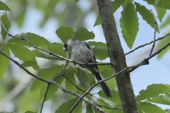 Long-tailed Tit Mie-ken Ueno Forest Park Sat, 7/22/2017