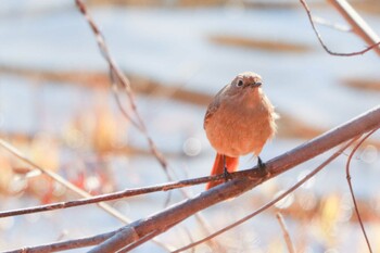 2022年1月14日(金) 三ツ池公園(横浜市鶴見区)の野鳥観察記録